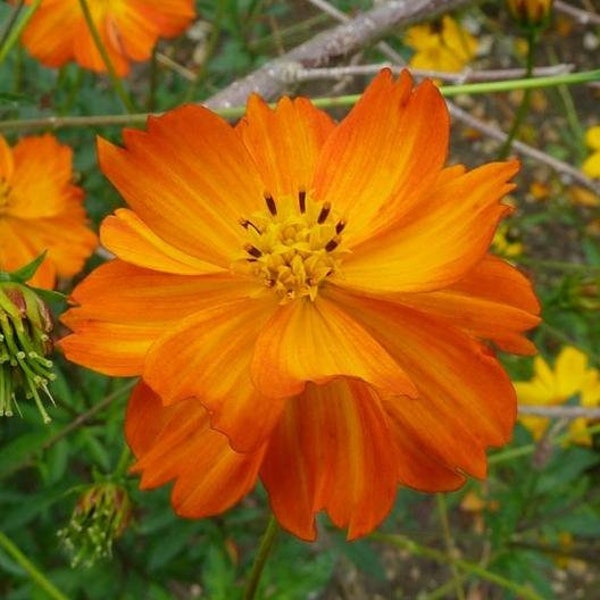 USA SELLER orange Sulpher Cosmos 25 seeds HEIRLOOM Cosmos bipinnatus