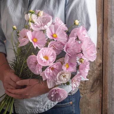 USA SELLER Cupcakes Blush Cosmos 10 seeds HEIRLOOM