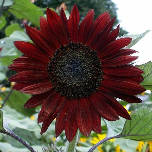USA SELLER Chocolate Cherry Sunflower 25 seeds