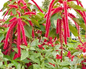 USA SELLER Love Lies Bleeding Amaranthus 100 seeds HEIRLOOM Amaranthaceae