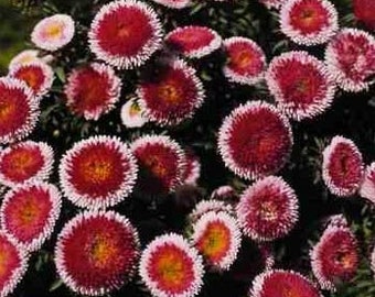 USA SELLER Tall Pompon Hi-no-maru Aster Seeds 50 seeds HEIRLOOM Aster Callistephus