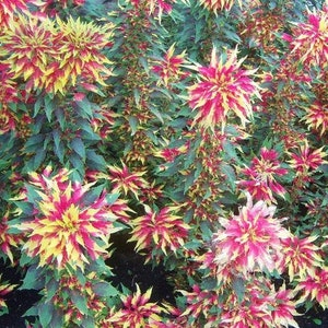 USA SELLER Tricolor Perfecta Amaranthus 25 seeds HEIRLOOM