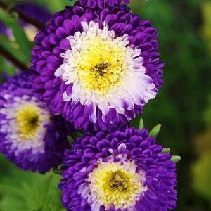 USA SELLER Blue and White Pompon Aster 25 seeds HEIRLOOM Callistephus chinensis