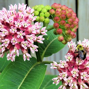 USA SELLER Prairie Milkweed 25 seeds HEIRLOOM