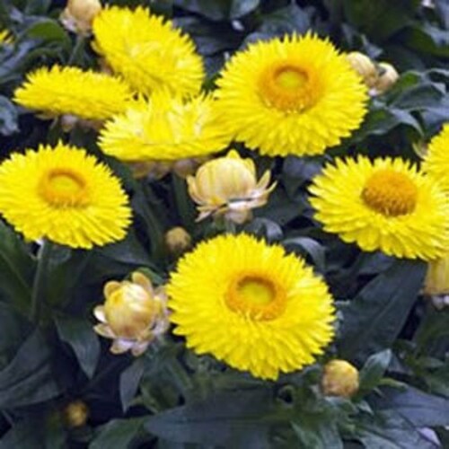 USA SELLER White Straw Flower Seeds 100 Seeds HEIRLOOM Etsy