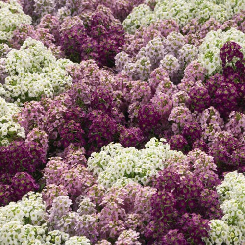 USA SELLER  50 seeds Lobularia Maritima