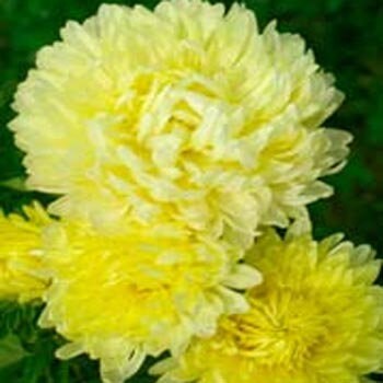 USA SELLER peony Yellow Duchess  Aster 25 seeds HEIRLOOM