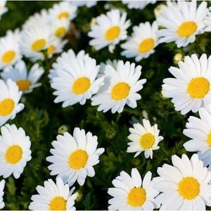 USA SELLER Creeping Daisy 250 seeds HEIRLOOM Sphagneticola trilobata