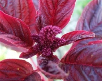 USA SELLER Red Garnet Amaranthus 100 seeds HEIRLOOM