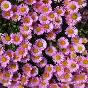 USA SELLER Common Pink Aster 100 seeds HEIRLOOM Common Pink Aster