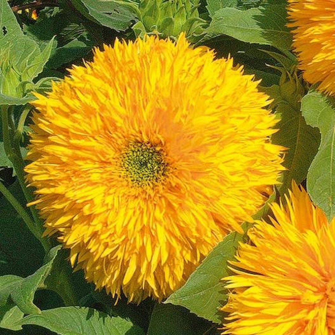 bear and sunflower