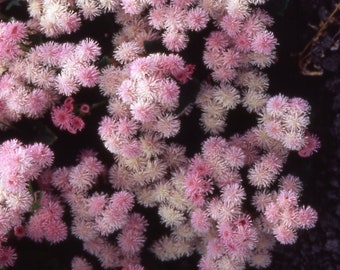 USA SELLER Ageratum Mexicanum Pink 50 seeds HEIRLOOM Ageratum houstonianum