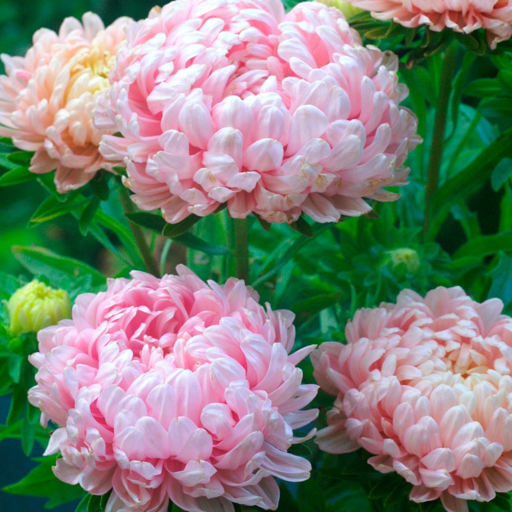 USA SELLER Tall Peony Duchess Apricot Aster 25 seeds HEIRLOOM