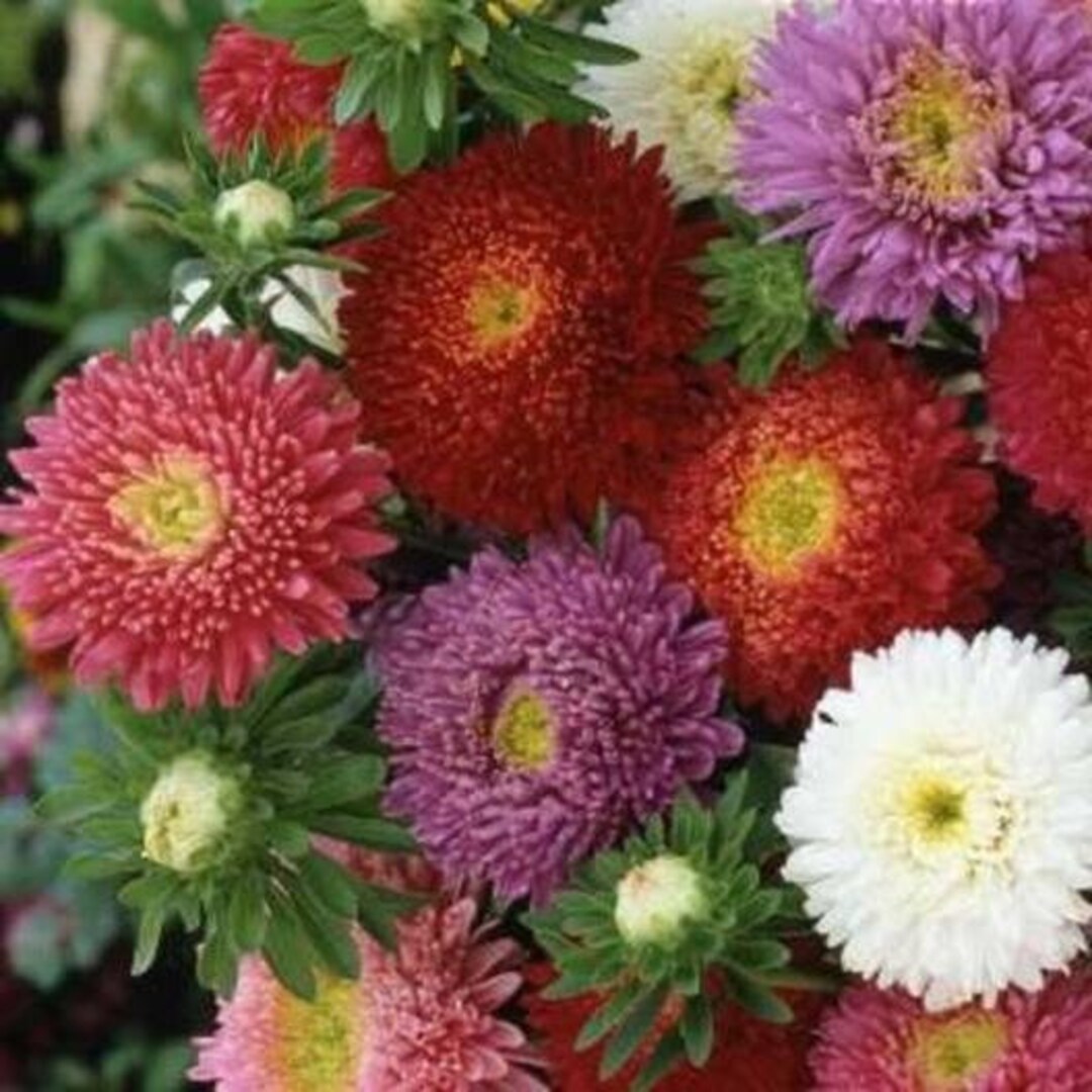 USA SELLER Powder Puff Aster Mix 50 Seeds HEIRLOOM Callistephus Chinensis Etsy