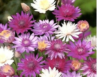 Xeranthemum - Etsy