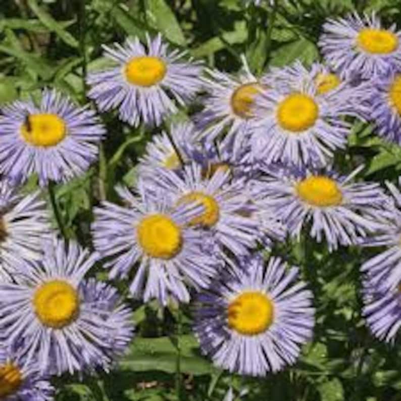 USA SELLER Fleabane Daisy 500 seeds HEIRLOOM