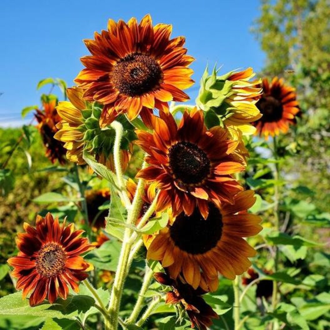 USA SELLER Evening Colors Sunflower 25 Seeds Helianthus - Etsy