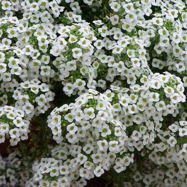 USA SELLER Sweet Alyssum Tall White 50 seeds Lobularia Maritima