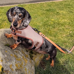 Könnte beinhalten: Ein Dackel mit einem schwarzen, grauen und braunen Fell steht auf einem großen Felsen in einer grasbewachsenen Gegend. Der Hund trägt ein beiges Geschirr und ist an einer passenden Leine befestigt. Der Hund schaut in die Kamera.