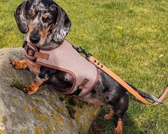 No Rub Dachshund Harness, Comfortable Breathable Mesh Dog Harness & Matching Lead