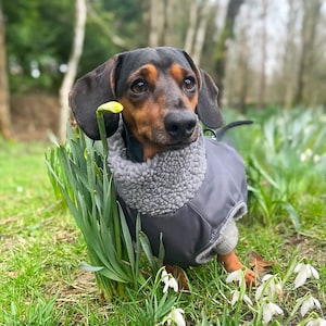Dachshund puffer jacket hot sale