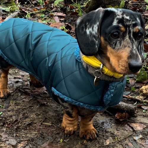 Custom Fit Waterproof Dachshund Coat Dachshund Coat Dog Etsy UK