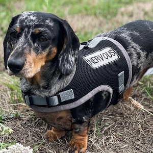 Dachshund Harness, No Rub Mesh Dog Harness, Custom Patches