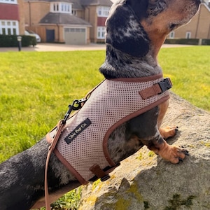 Könnte beinhalten: Ein gefleckter Dackel mit einem beigefarbenen und braunen Geschirr mit dem Text "Chic Pup Co." auf einem Felsen. Der Hund ist an der Leine und blickt nach oben. Im Hintergrund sind eine grüne Wiese und Häuser zu sehen.