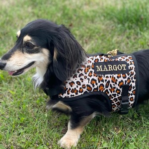 Könnte beinhalten: Ein schwarzer und brauner Dackel trägt ein Leopardenmuster-Geschirr mit dem Namen "MARGOT" in goldfarbenen Buchstaben. Der Hund steht auf grünem Gras.