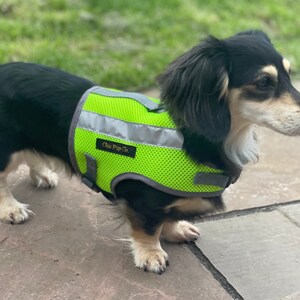 Peut inclure: Un teckel noir et fauve portant un gilet de s&eacute;curit&eacute; vert vif avec des bandes r&eacute;fl&eacute;chissantes. Le gilet porte le texte "Chic Pup Co.".