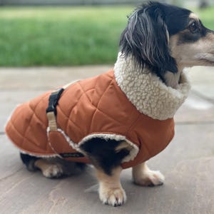 Peut inclure: Un teckel à poils longs au pelage noir, feu et blanc portant un manteau pour chien matelassé de couleur rouille. Le manteau présente un col et une doublure épais en polaire sherpa crème, avec une sangle à boucle en plastique noir sur le dos.