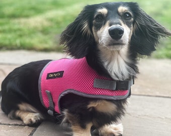 Dachshund Harness: No-rub Mesh, Custom Fit