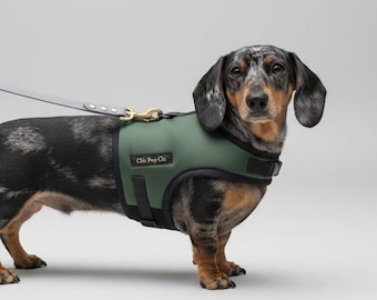May include: A dapple dachshund wearing a solid olive green dog harness with black trim and a gold-toned metal buckle. The harness features a small rectangular black label with the gold text Chic Pop Co. A light gray leash is attached to the harness.