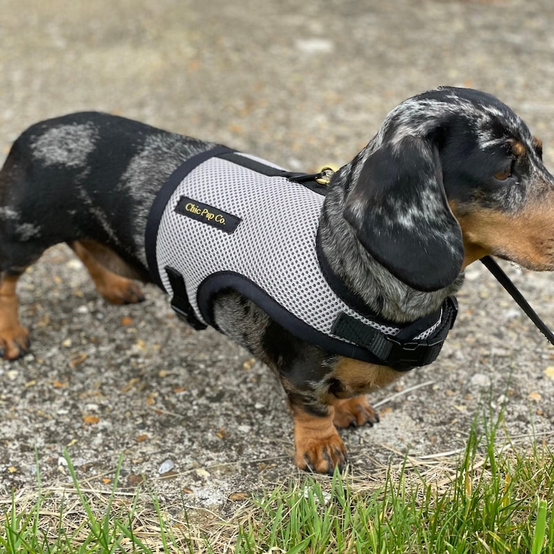 Dachshund No Rub Harness, Comfortable Breathable Mesh Dog Harness