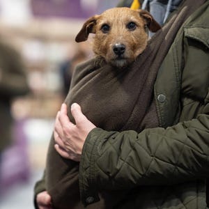 Bandolera de forro polar para perro salchicha, transportín para perros pequeños, bandolera cómoda para perros