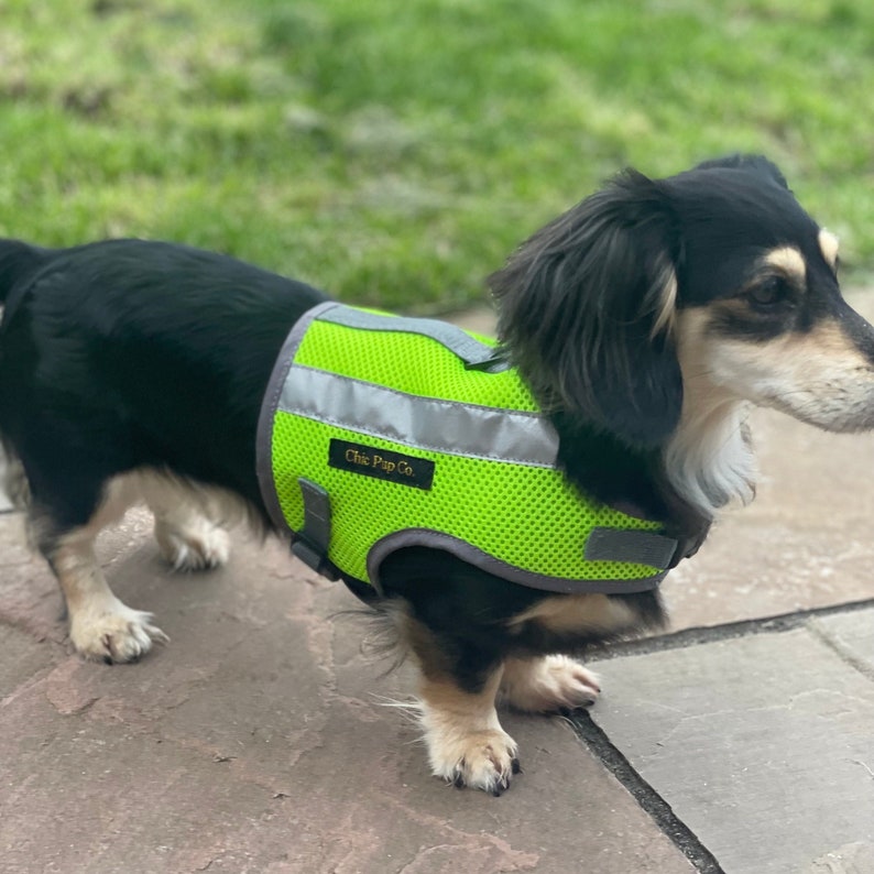 Peut inclure: Un teckel noir et fauve portant un gilet de s&eacute;curit&eacute; vert vif avec des bandes r&eacute;fl&eacute;chissantes. Le gilet porte le texte "Chic Pup Co.".