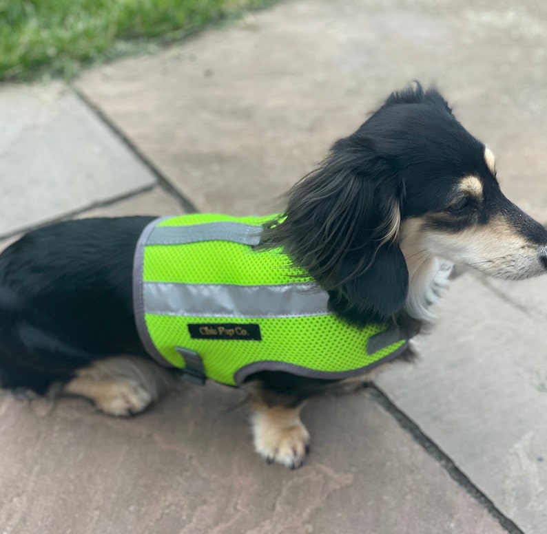 Peut inclure: Un petit chien noir et blanc portant un gilet de s&eacute;curit&eacute; vert vif avec des bandes r&eacute;fl&eacute;chissantes. Le gilet porte le texte "Chic Pup Co.".