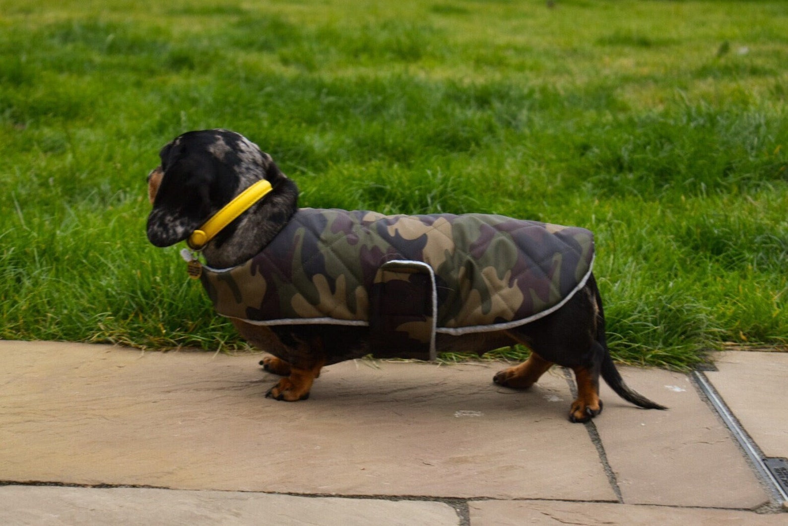 Custom Fit Dachshund Coat Waterproof Dog Coat Etsy