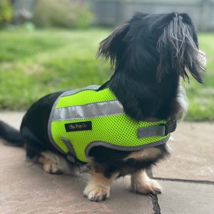 Peut inclure: Un dachshund noir et gris portant un gilet r&eacute;fl&eacute;chissant pour chien vert vif et argent&eacute; avec le texte "Chic Pup Co." sur le devant.