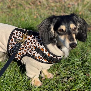 Op de afbeelding: Een kleine, zwart-bruine hond die een luipaardprint harnas en een beige trui draagt. De hond staat op groen gras.