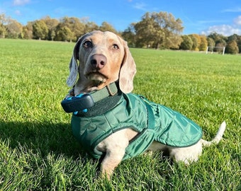 Manteau de teckel matelassé de luxe avec harnais, manteau pour chien avec harnais