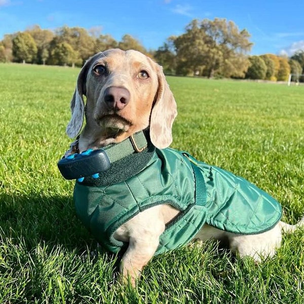 Manteau de teckel matelassé de luxe avec harnais, manteau pour chien avec harnais