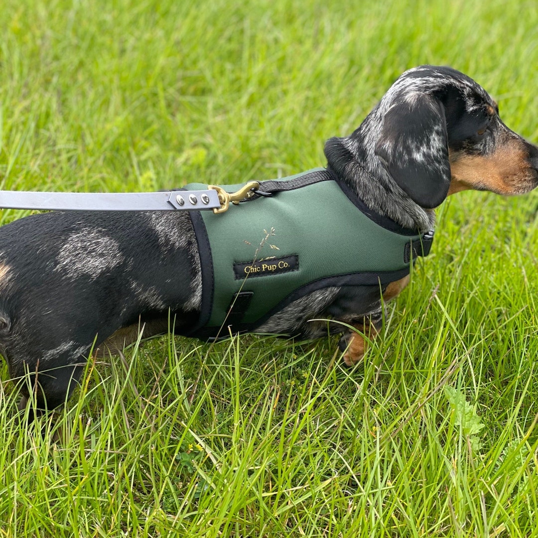Dachshund Harness, Rub Free Dachshund Harness Australia