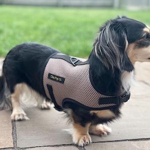 Könnte beinhalten: Ein schwarz-brauner Dackel trägt ein hellrosa Netz-Hundegurt mit dem Schriftzug "Chic Pup Co." in goldenen Buchstaben.