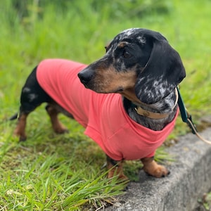 Equafleece hotsell miniature dachshund