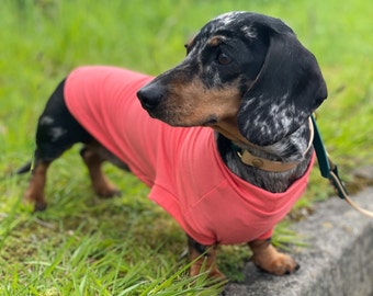 Camicia antiallergica e rinfrescante per bassotto in bambù, maglione per bassotto, cappotto rinfrescante per bassotto