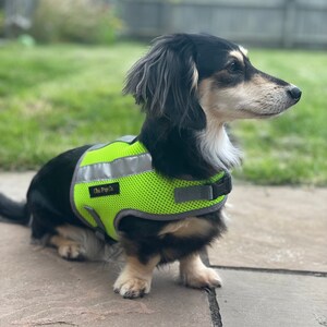Peut inclure: Un petit dachshund noir et fauve portant un gilet pour chien en maille vert vif avec des bandes r&eacute;fl&eacute;chissantes et le texte "Chic Pup Co."