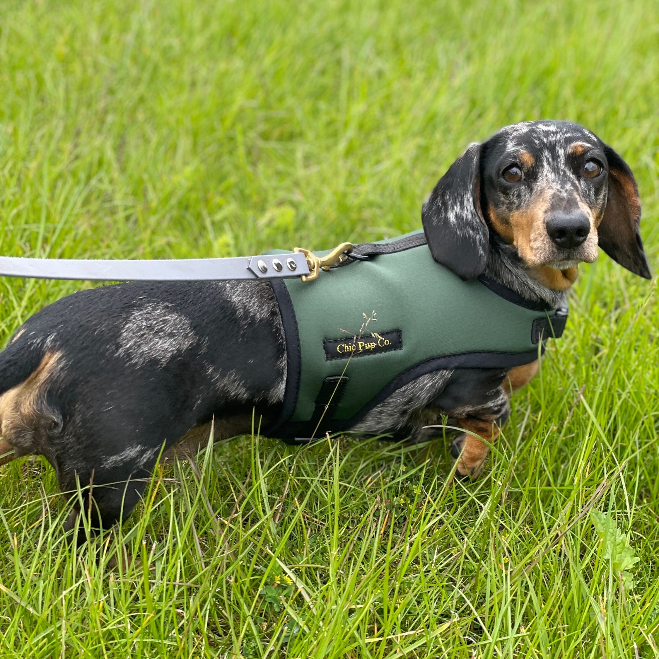 Dog Collar Best Leash For Dachshund Julius K9 Dog Harness For Mini