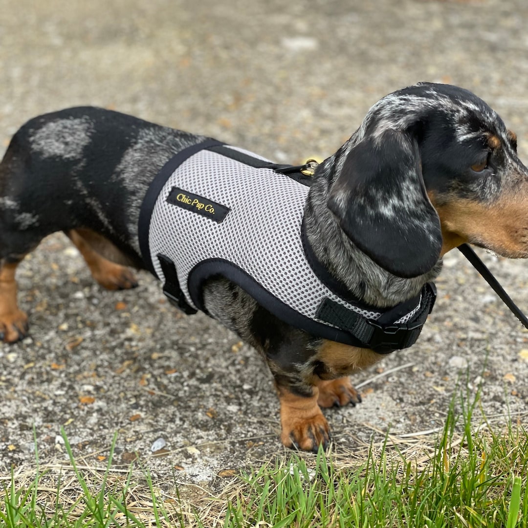 Adjustable Harness Dog Harness For Mini Dachshund FULLY ADJUSTABLE