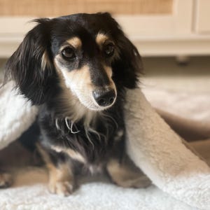 May include: A black and tan dachshund dog is under a white fluffy blanket. The dog has long, floppy ears and a gentle expression. The background is softly blurred, with a glimpse of a white cabinet.